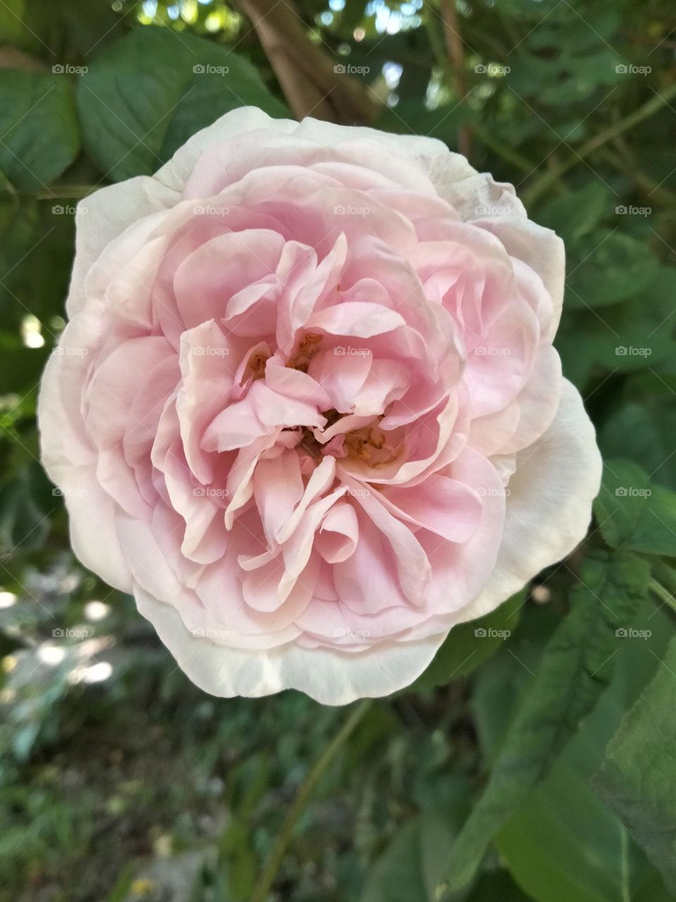 a gorgeous rose blooms in a beautiful garden