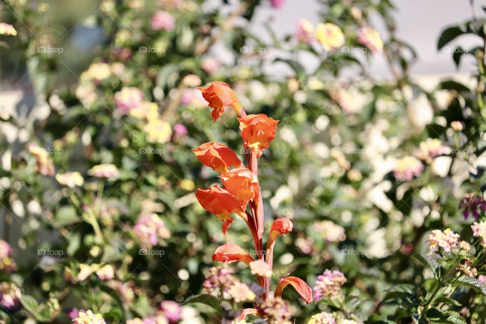 Tropical orange flower stem in garden