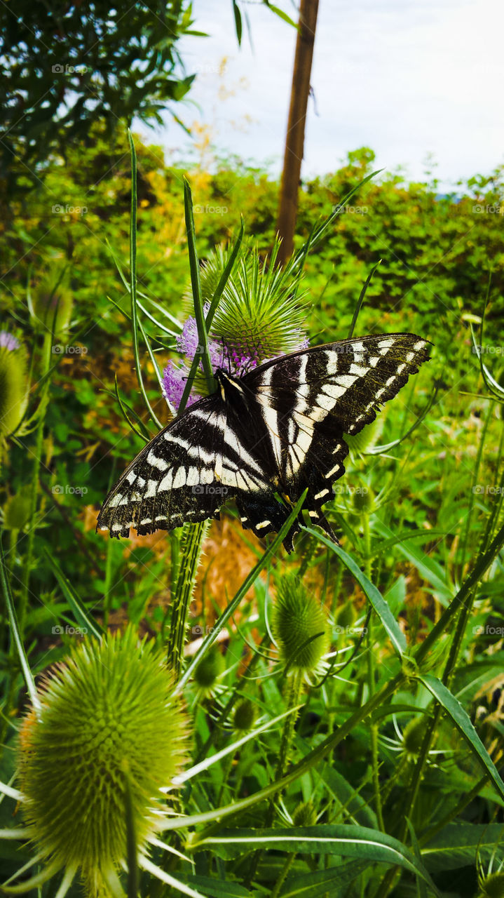 Beautiful Anise Swallowtail. Anise Swallowtail on a blooming Teasel