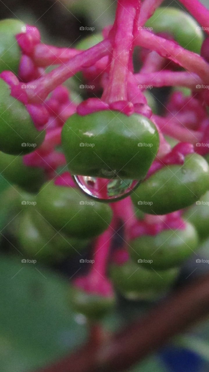 rain drops on wild berry
