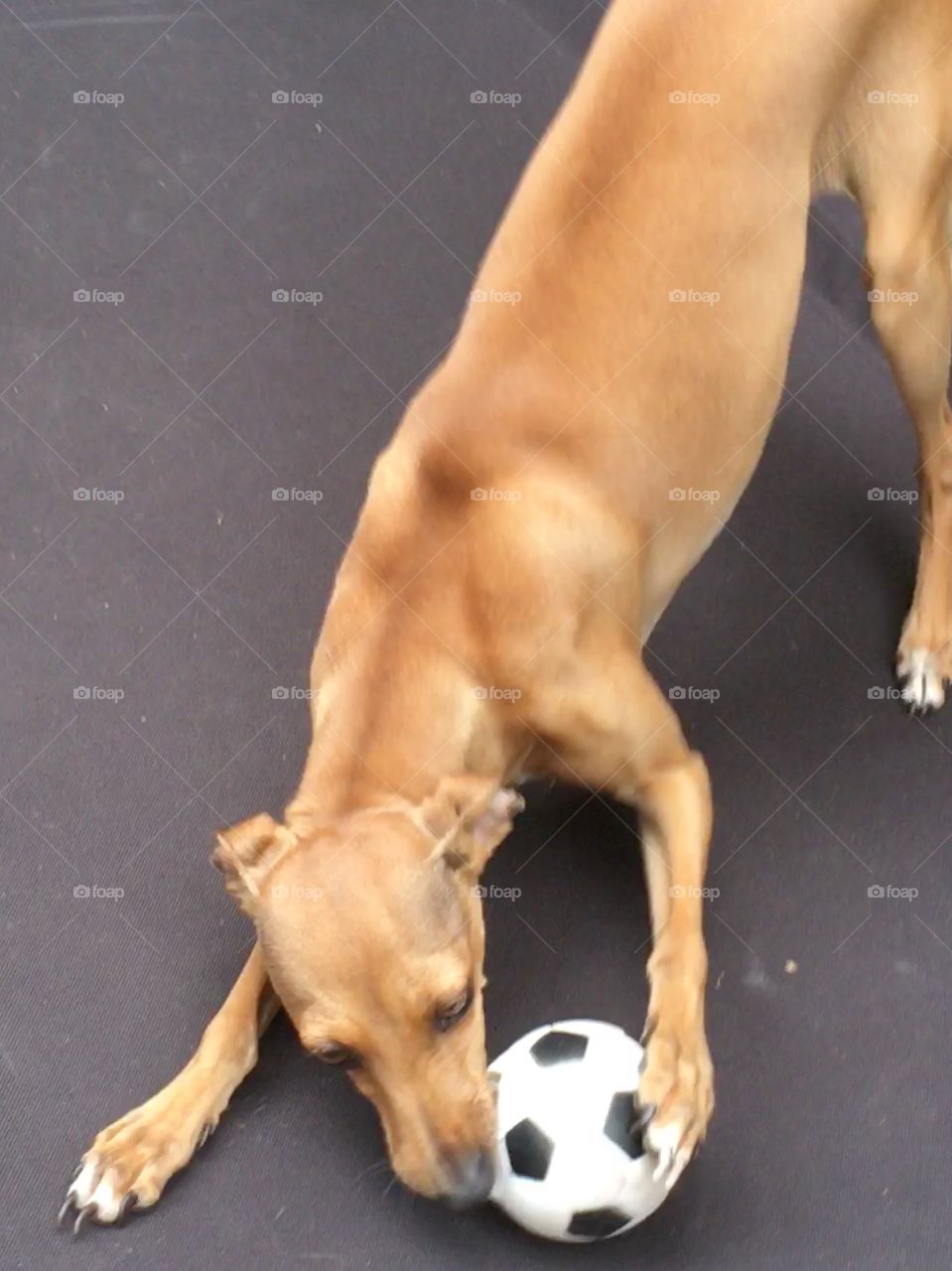 Amber the fawn Italian greyhound puppy having a great time playing with a football in the summer