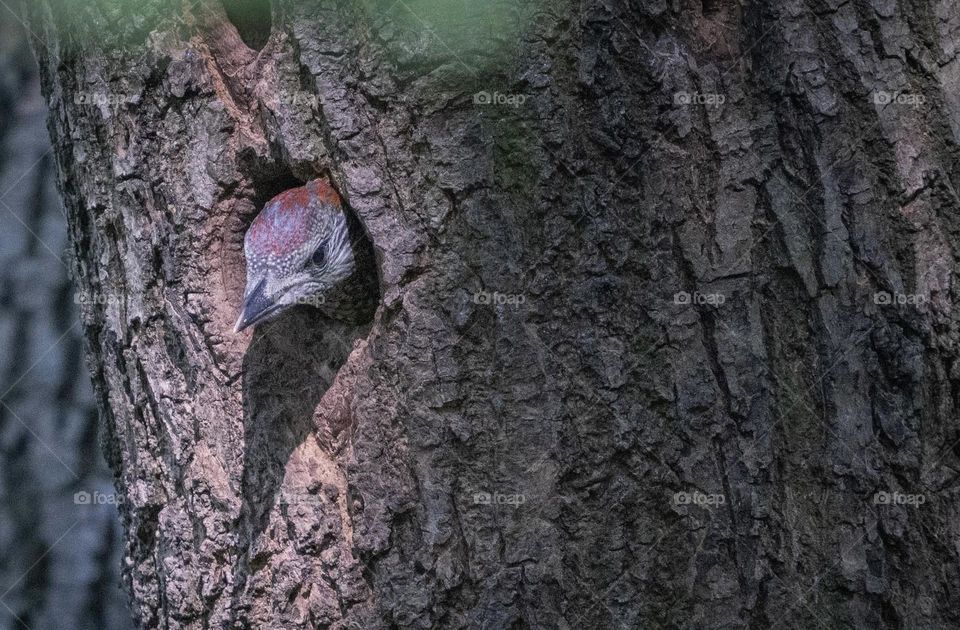 A young woodpecker in a nest