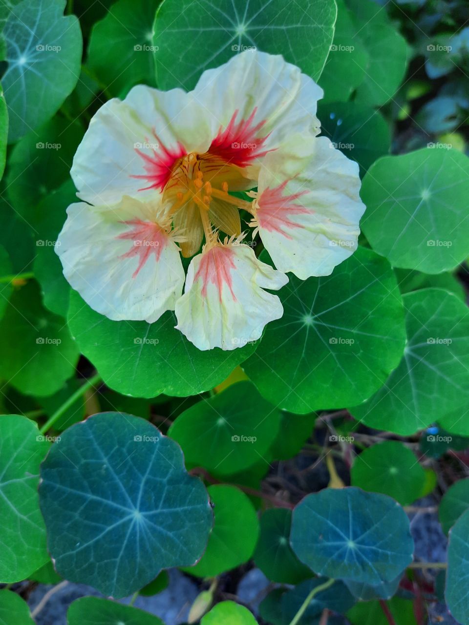 cream nasturtium flower and green leaves