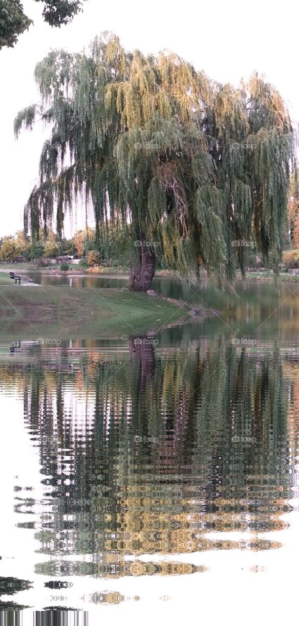weeping willow 
