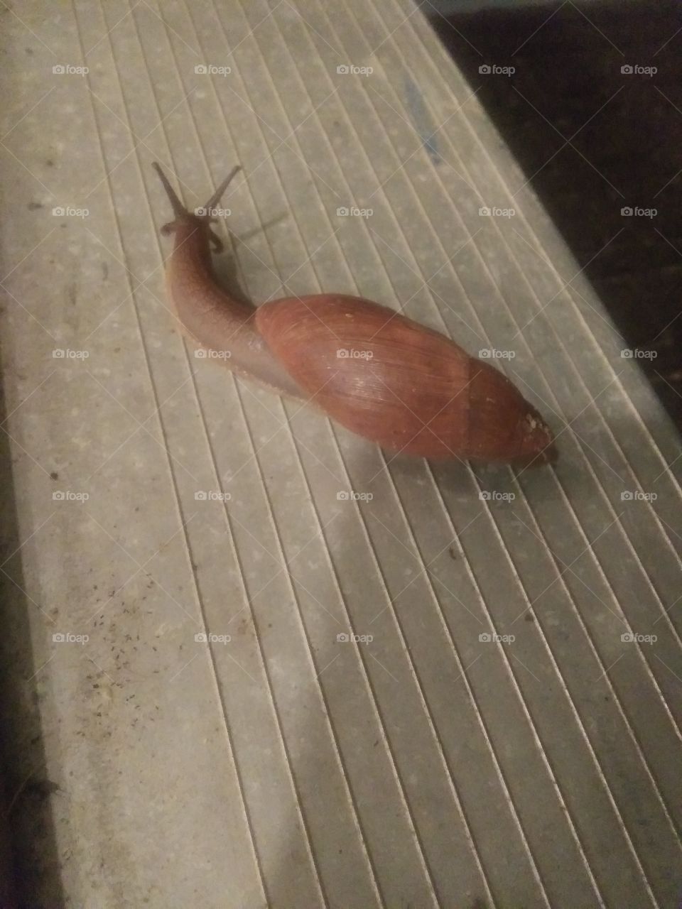 snail