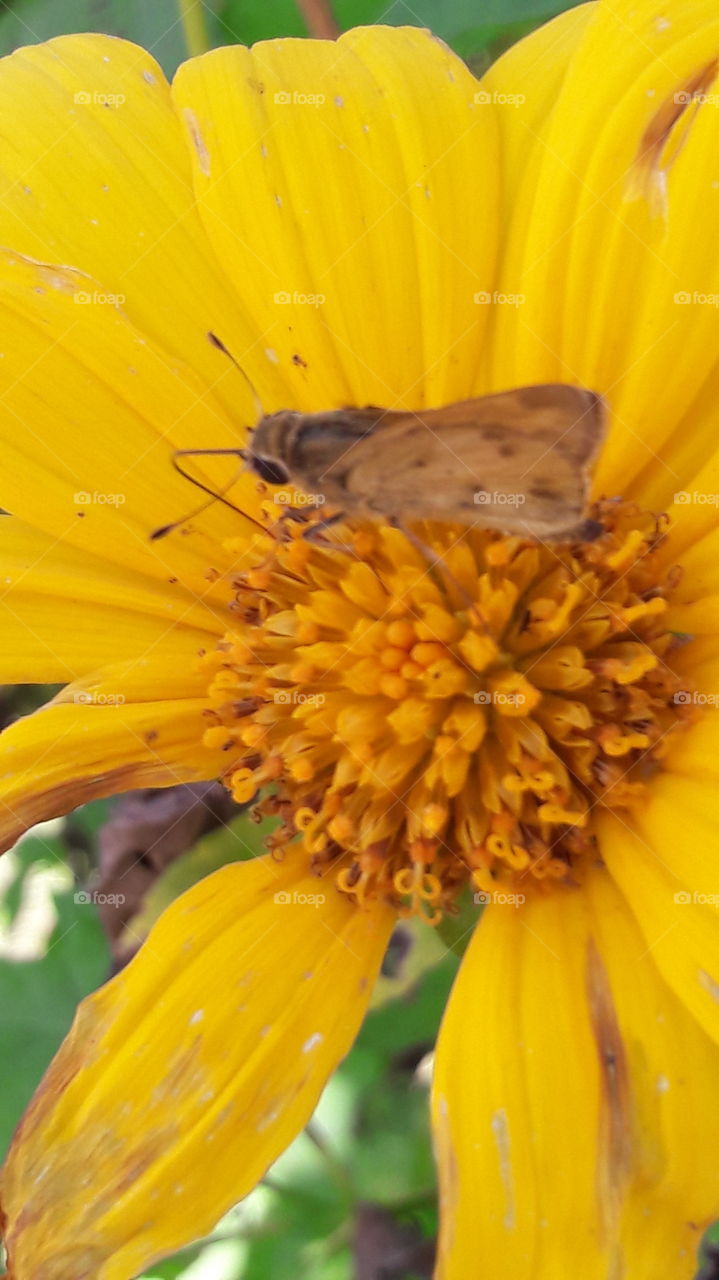 No Person, Nature, Insect, Flower, Summer