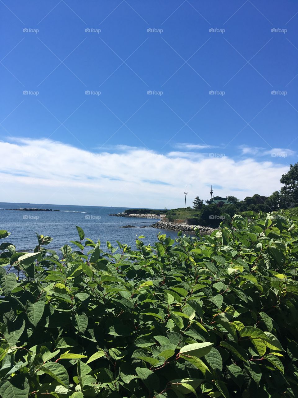A view of the ocean behind a branch. Taken on the Cliff Walk pathway around the Newport mansions in Rhode Island. 