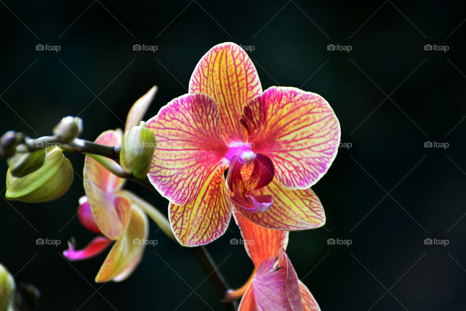 Orchid Love