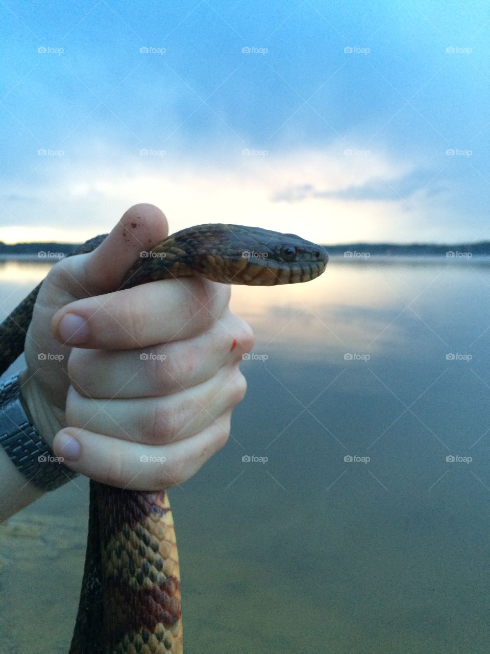 Nature, Water, Outdoors, Snake, Reptile
