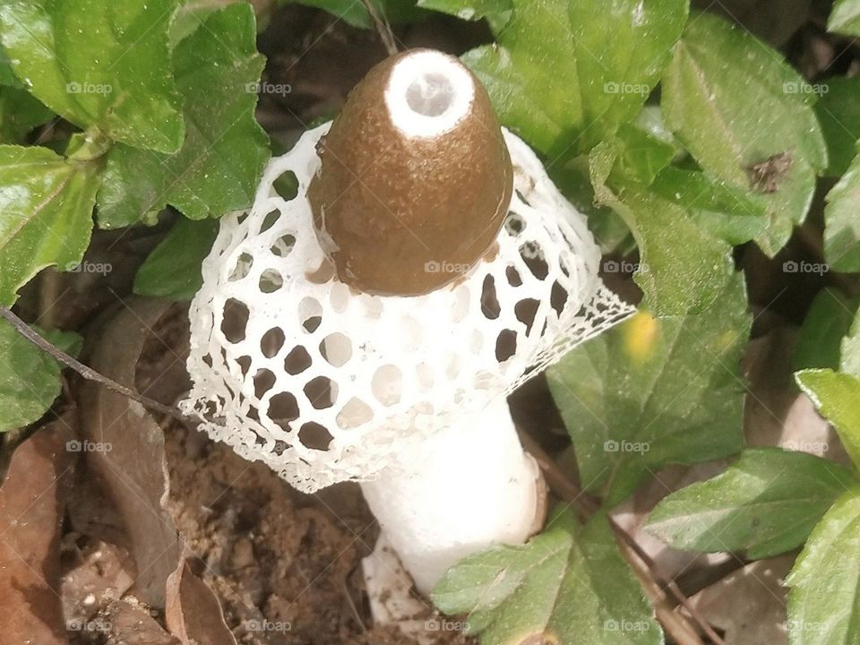 Mushroom