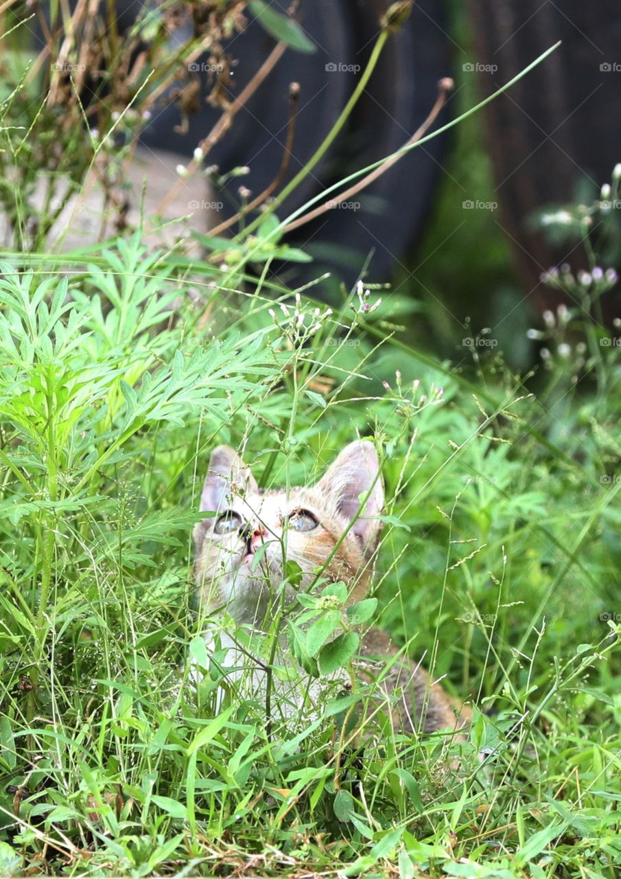 kitten plays in the yard