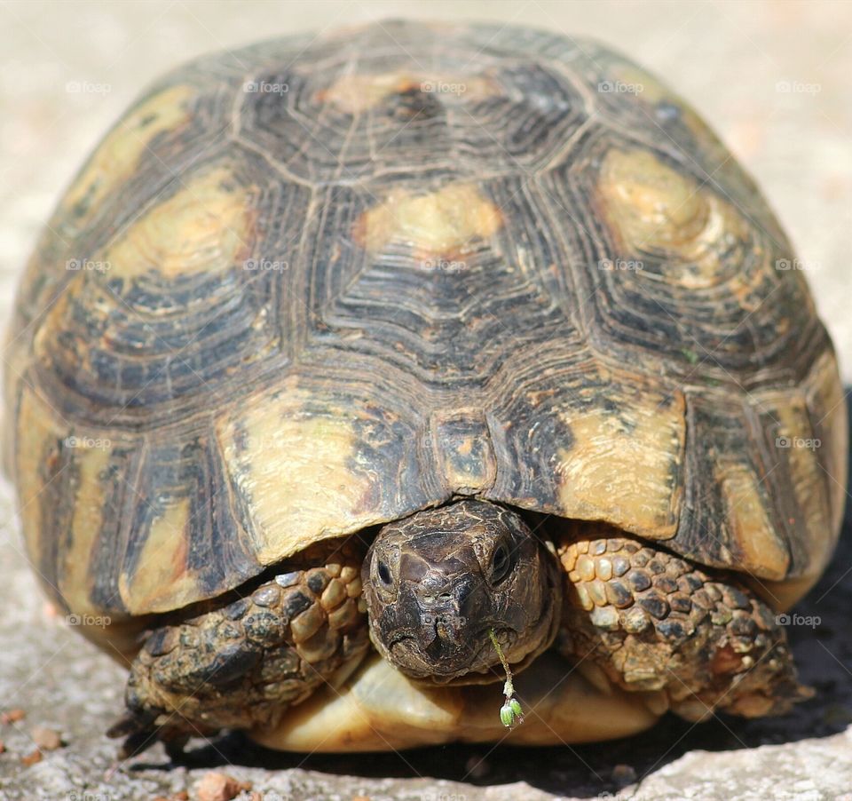 Turtle close-up