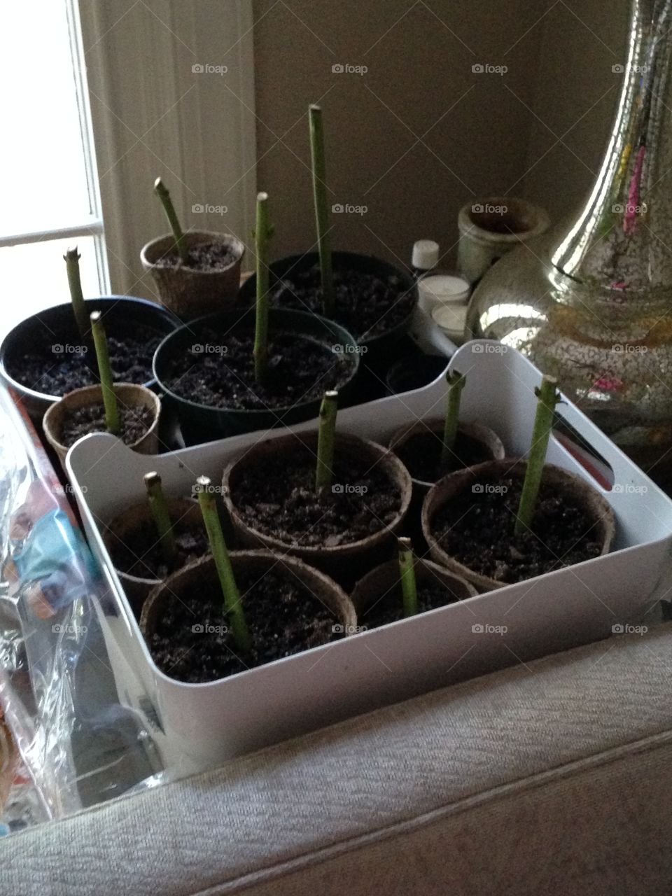 House plants in pots