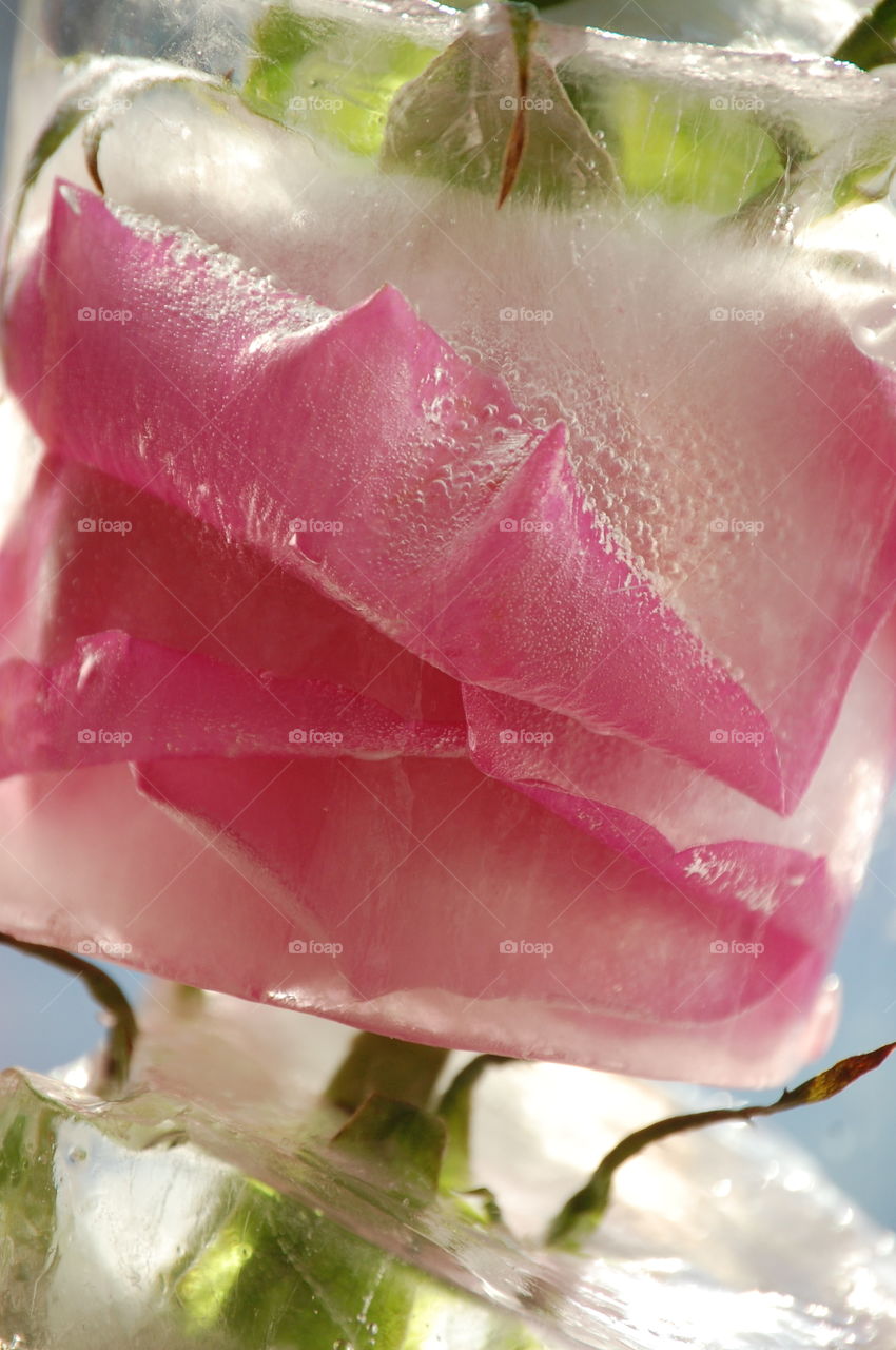 Flower, Rose, Wedding, Love, H2 O