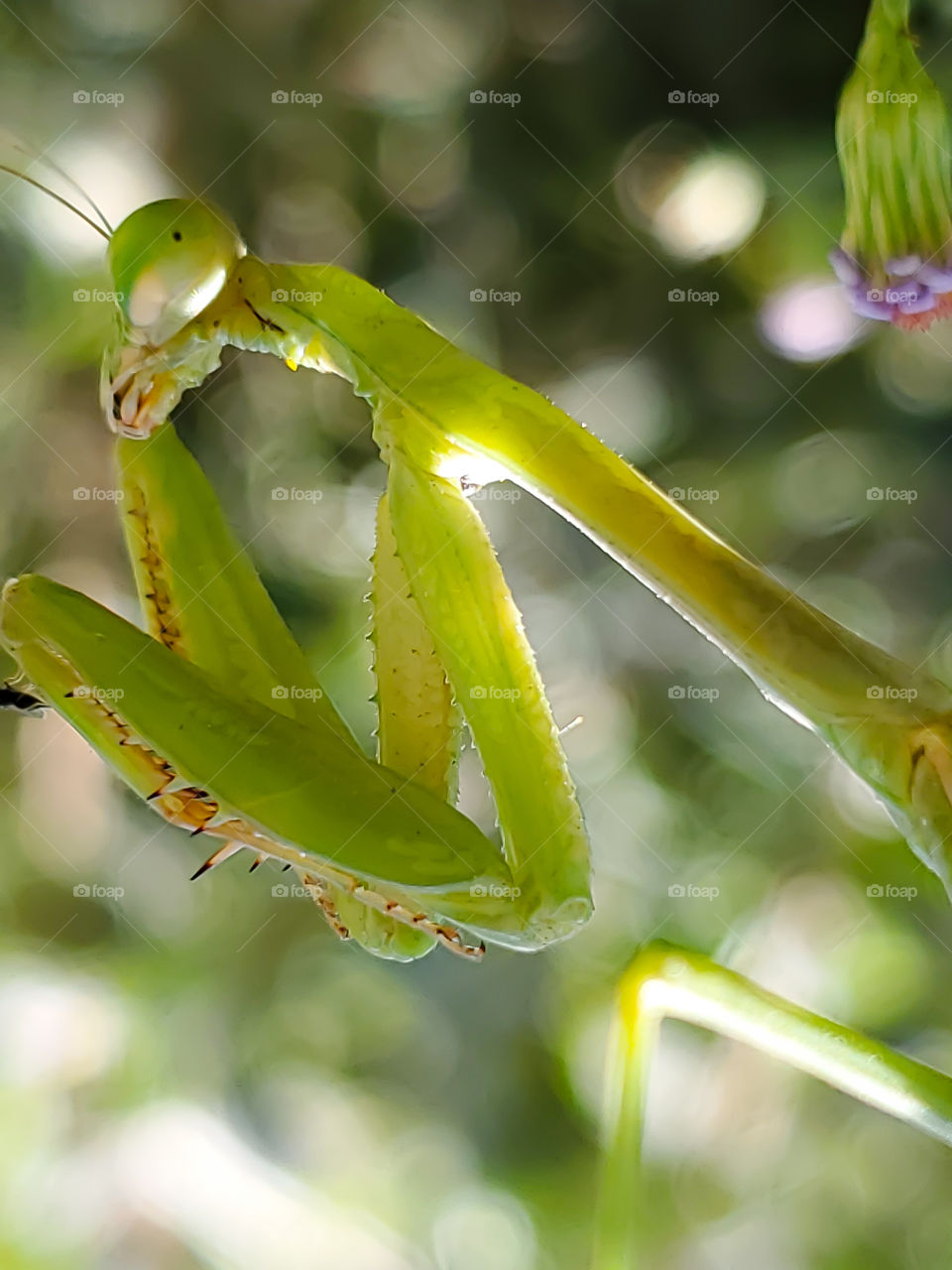 Mantis are often viewed from above,  upside down or a close up of their face.  This view is from the side while looking up at the mantis being beautiful illuminated by morning sunlight, thus creating a unique view.