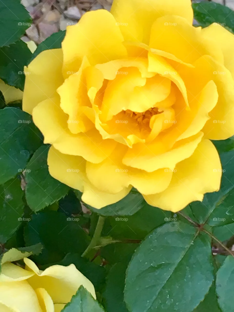 Yellow rose