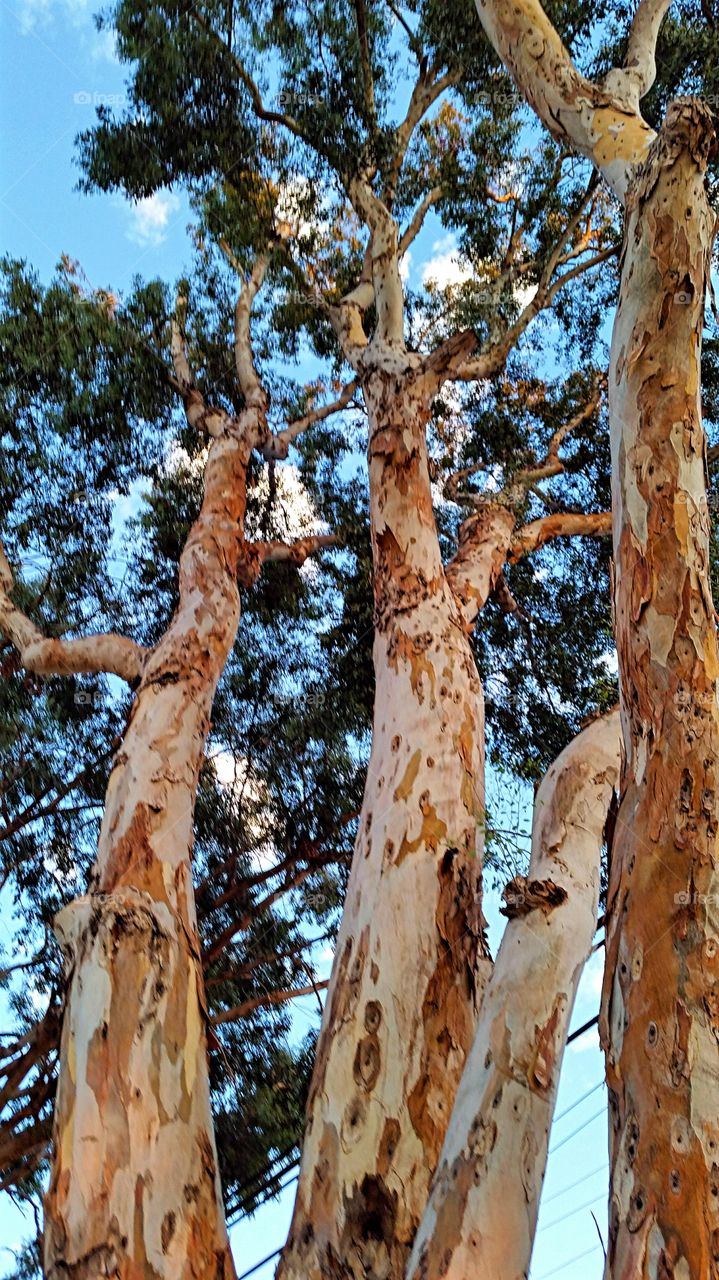 Looking up at the Eucalyptus. Looking up at the Eucalyptus  
trees with their unique bark!