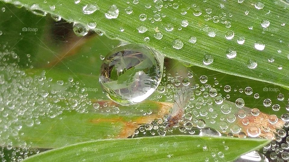 Dew Caught in Web