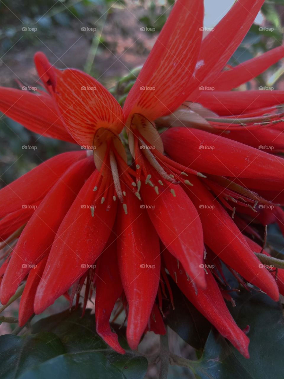 Erythrina variegata flower in the forest 🌺
