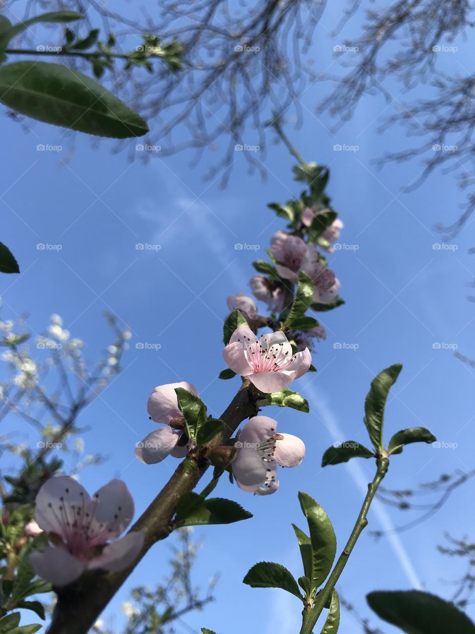 Pink buds on a tree