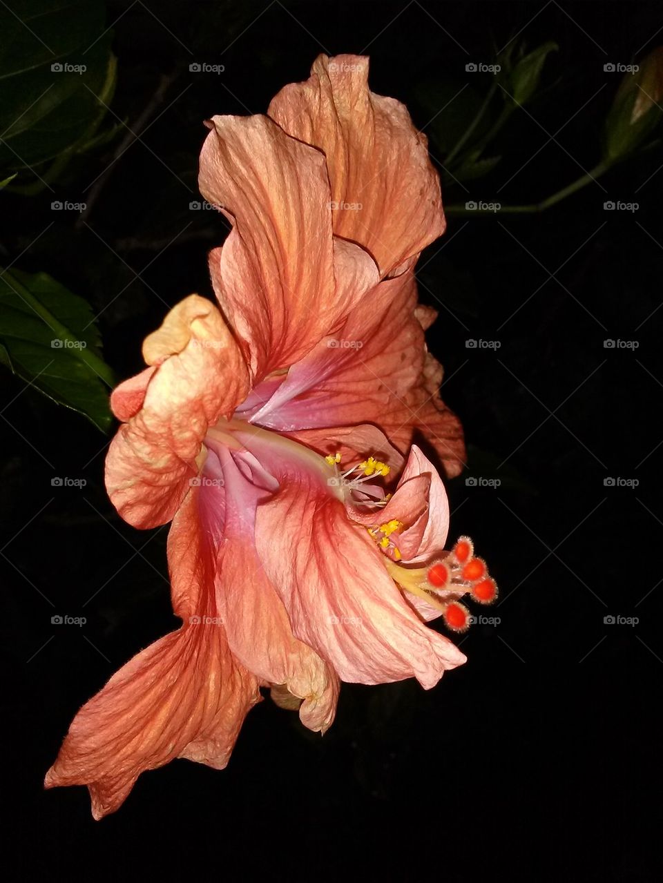 night hibiscus 
