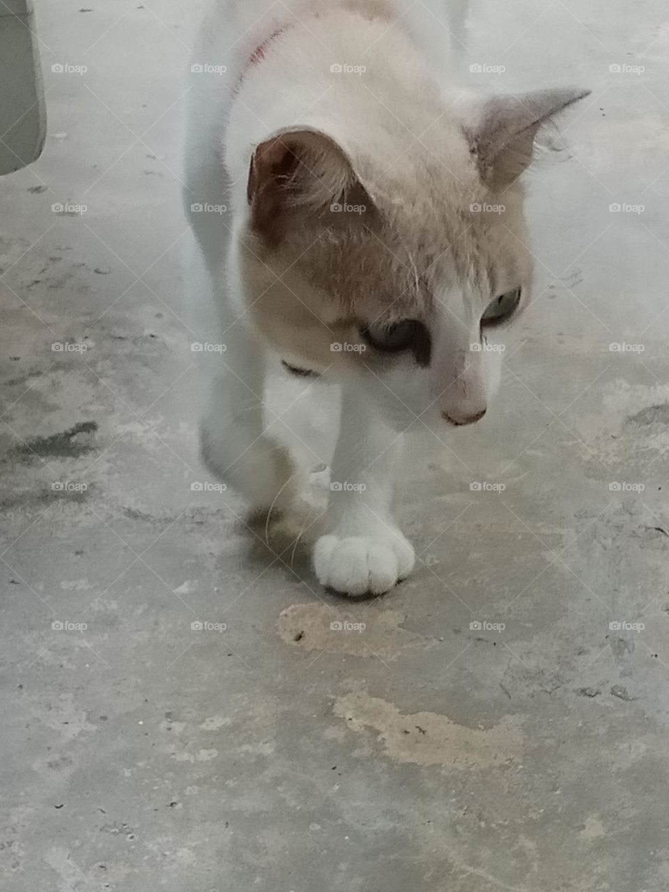 Walking cat