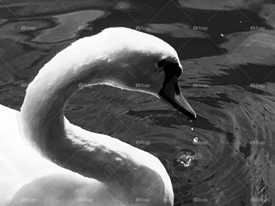 Black and white swan close up 