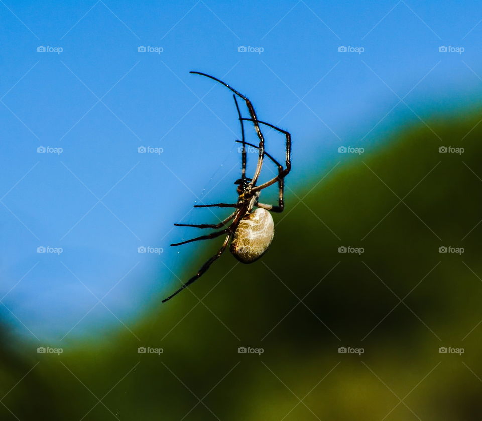 Spider climbing up his spiderweb