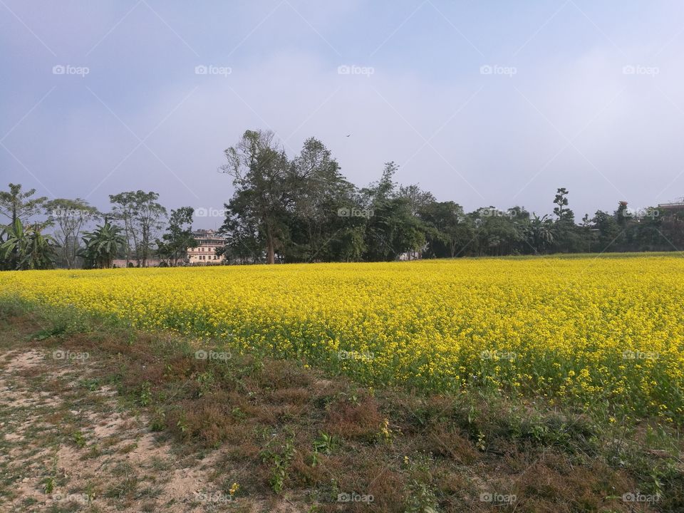 Beautiful mustard field in southern Nepal