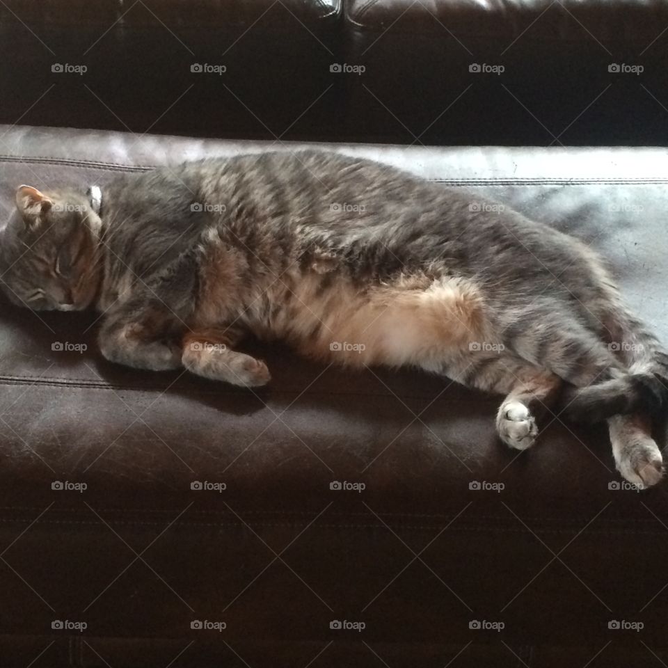 Leo stretching out and enjoying the day