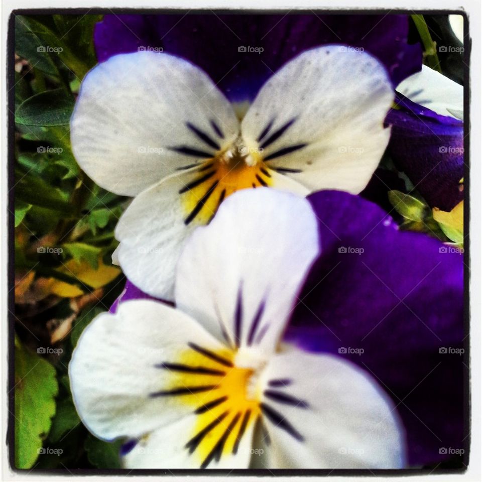 bright violas