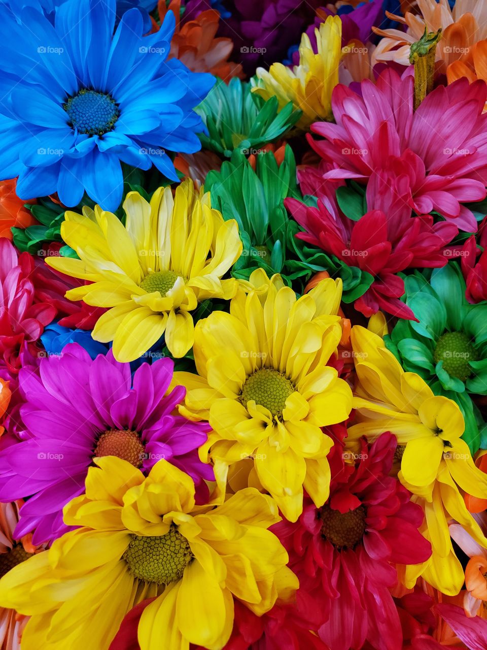 Bouquet of colorful daisies!