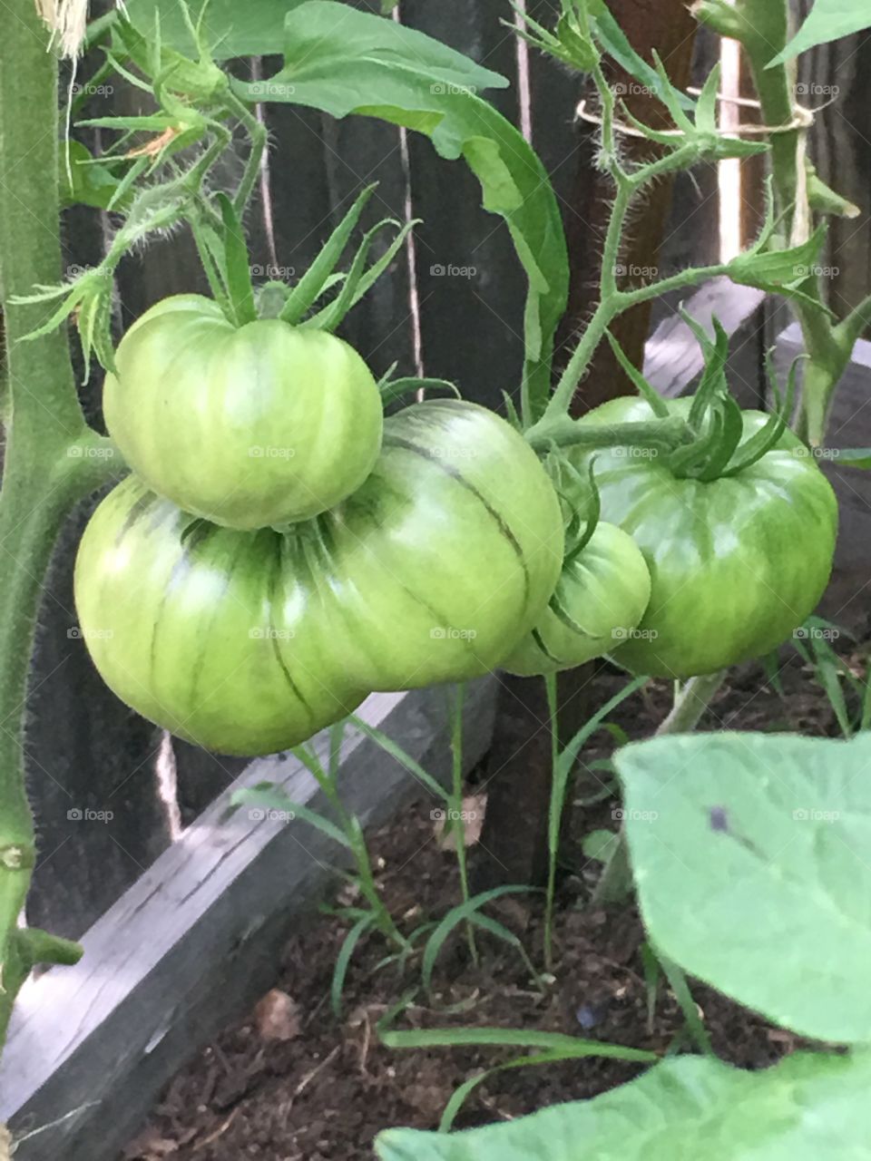 Early Black Beauty tomatoes waiting to ripen. 