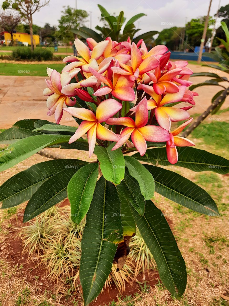 green plants and beautiful flowers in the square