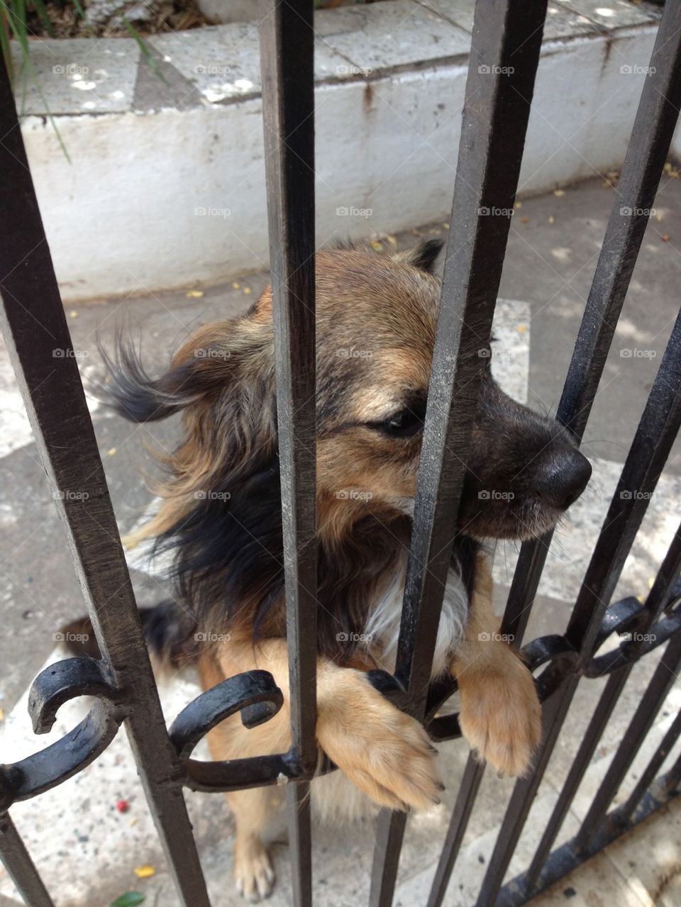 Please Take Me for a Walk