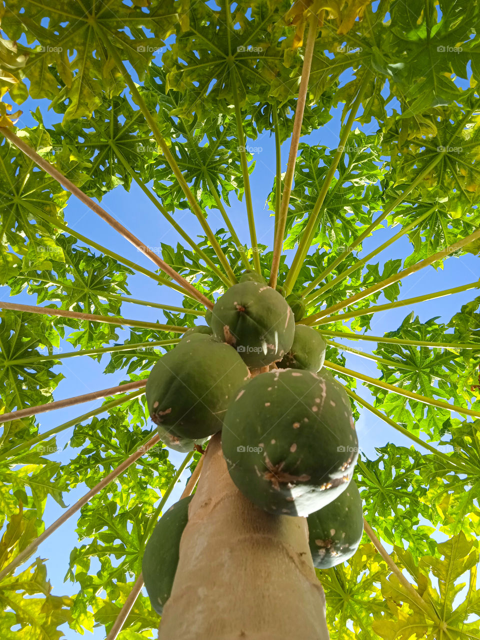 papaya's treetop