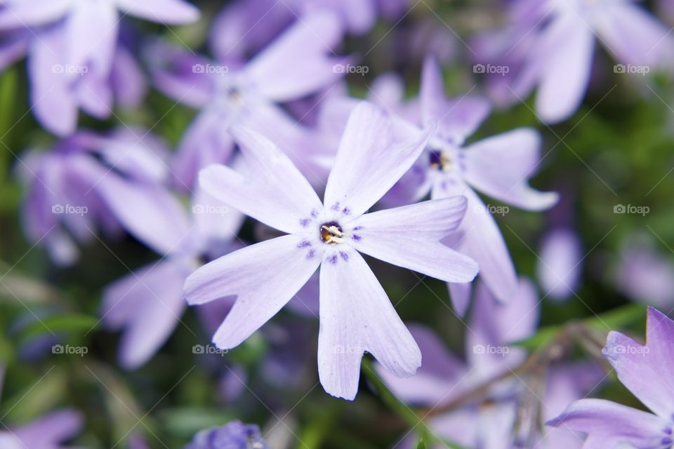 Purple flowers 