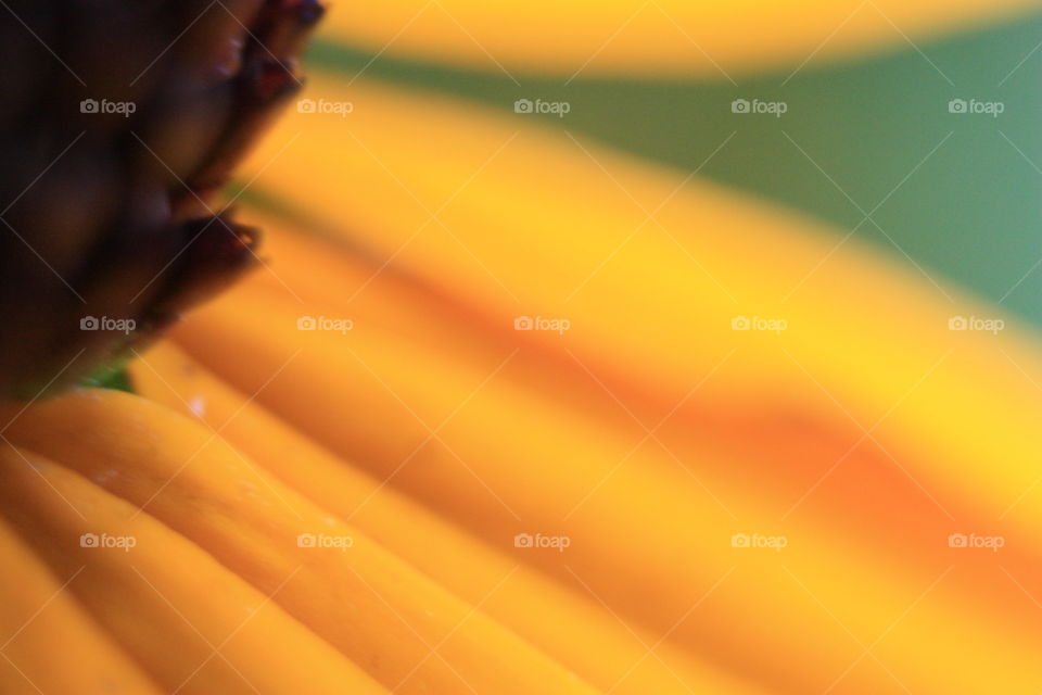 Extreme close-up of a flower