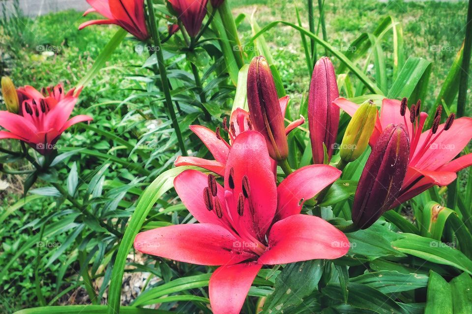 My gardens in full bloom...