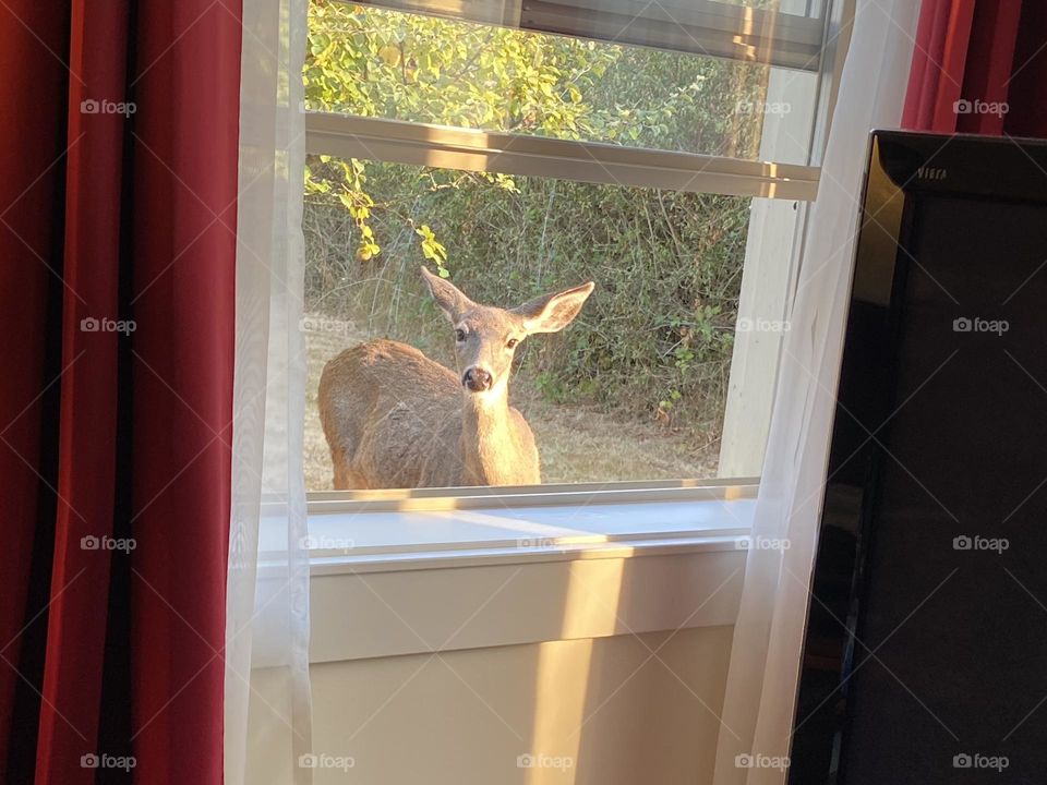 Wildlife watching us