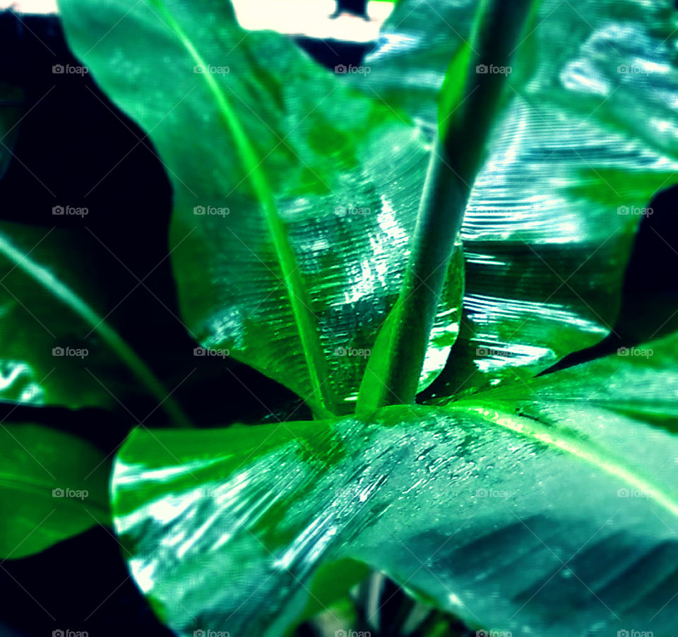 Fresh wet Green Banana leaves after rain