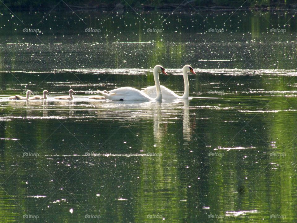 Swan family on Woodland Lake