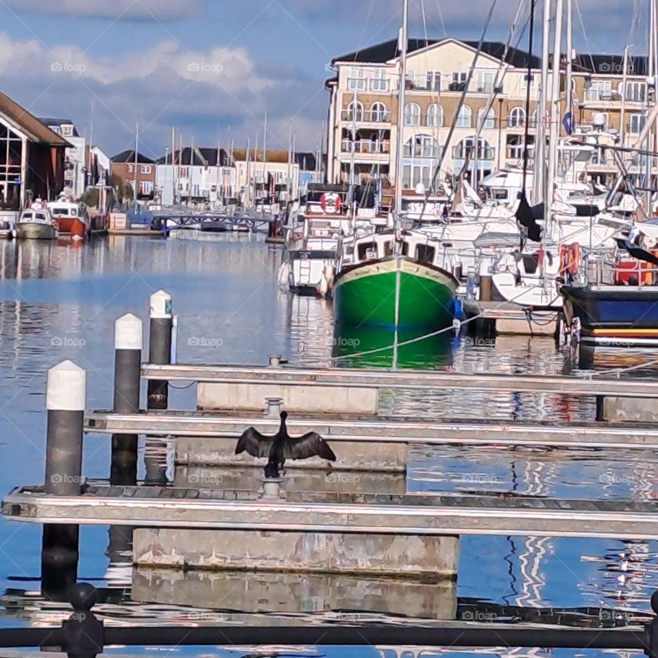 Cormerant bird drying his wings in the dock, mooring boats, sunny October afternoon, U.K coastal