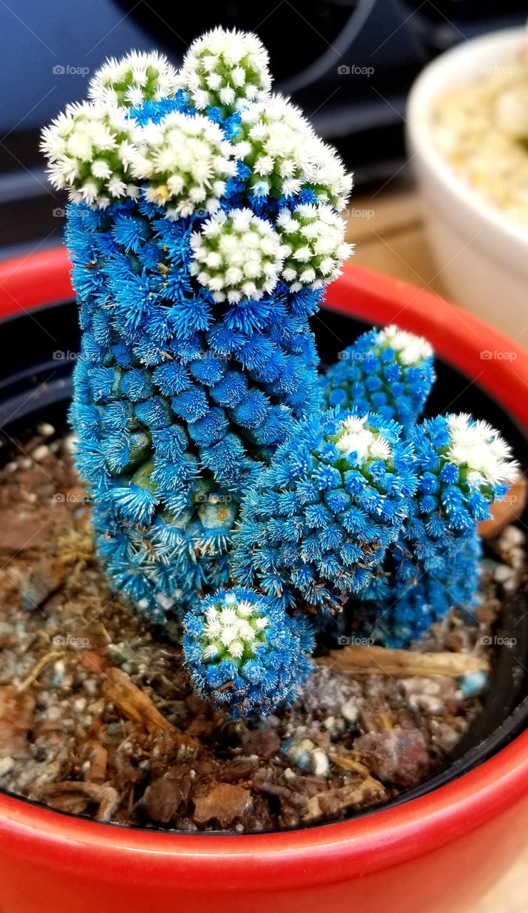 Blue cactuses