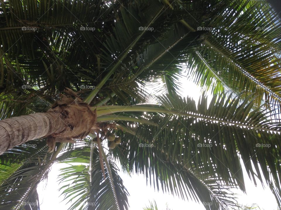Palm, Tropical, Coconut, Tree, No Person