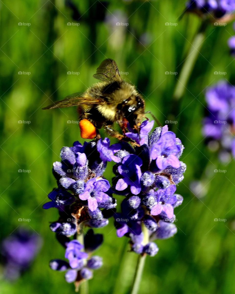 I saw this bee bouncing between flowers completely covered in pollen while exploring   Butchart Gardens.