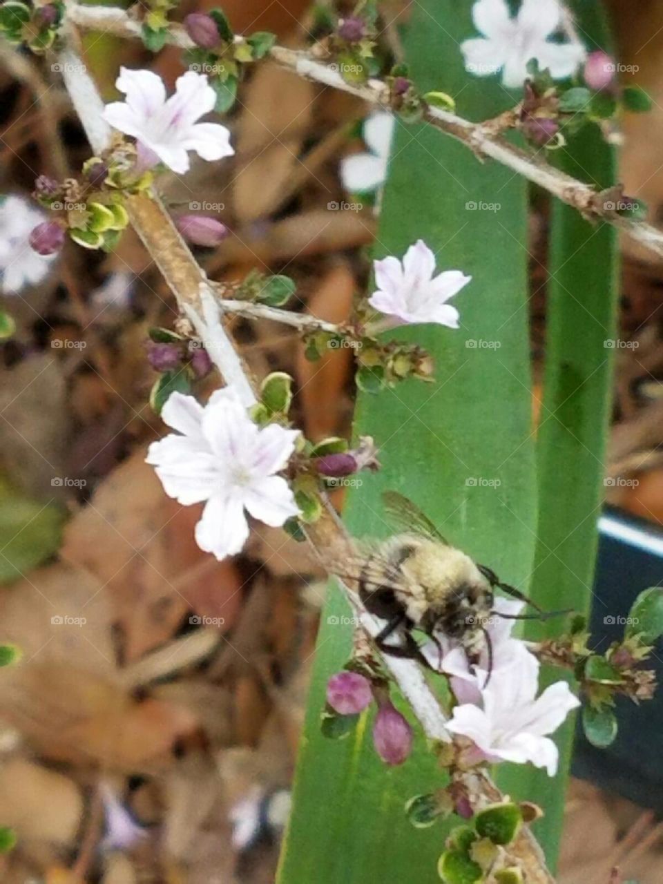 bumblebee closeup