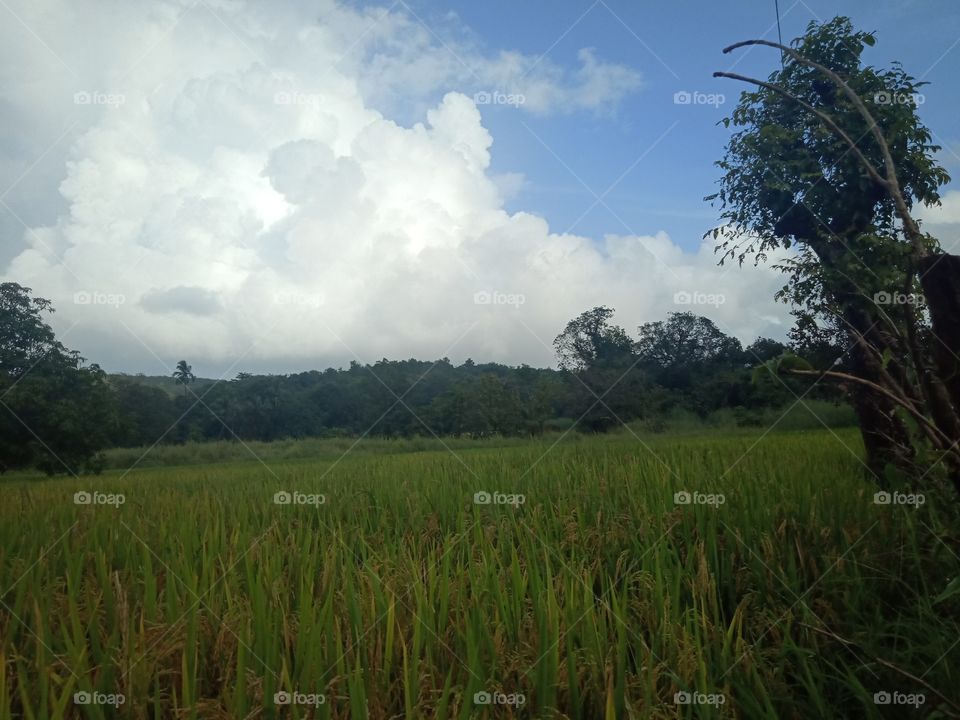 Cloud with green life