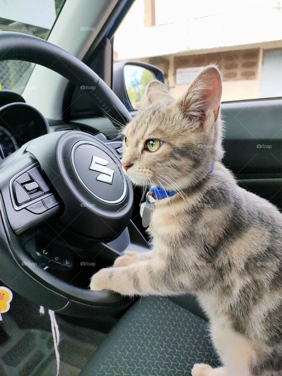 cats driver