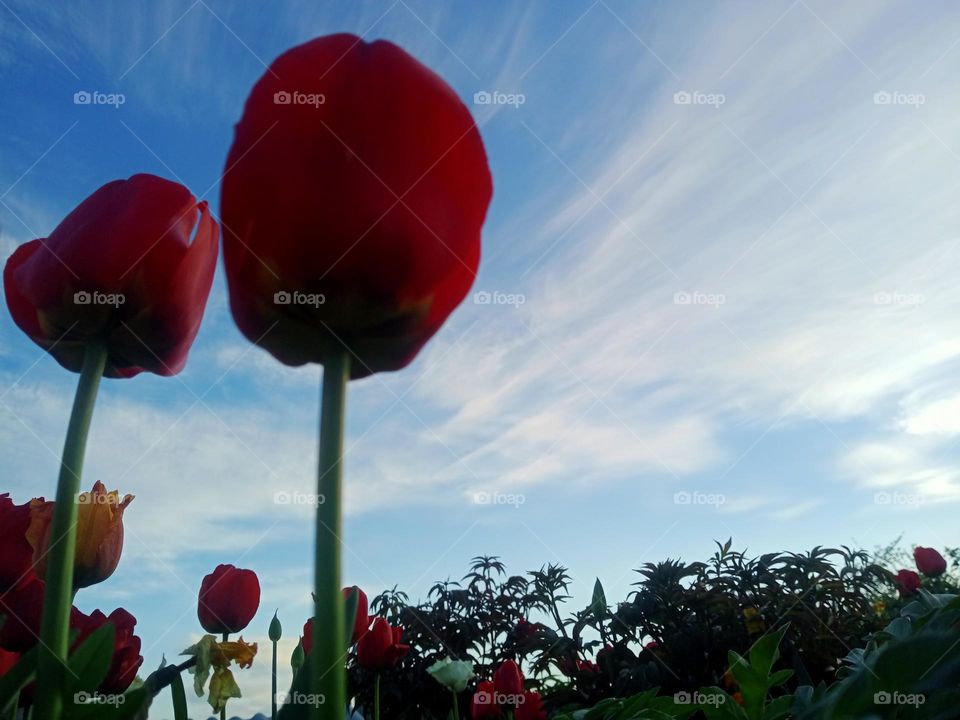 A wonderful sky, and tulips stand out so brightly against its background 📷💚🌷🌄